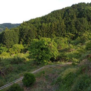 新年あけましておめでとうございます。