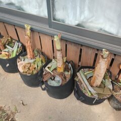 九州でのバナナの越冬その3～葉っぱは死んでも茎は生きてた!