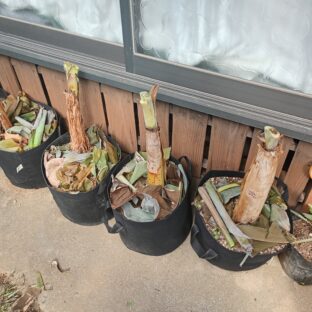 九州でのバナナの越冬その3～葉っぱは死んでも茎は生きてた!