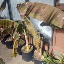 九州でのバナナの越冬その2～大寒波後の軒下バナナ