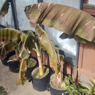九州でのバナナの越冬その2～大寒波後の軒下バナナ