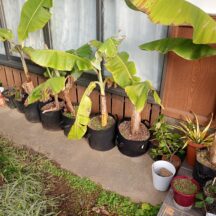 九州でのバナナの越冬その１～品種別耐寒性