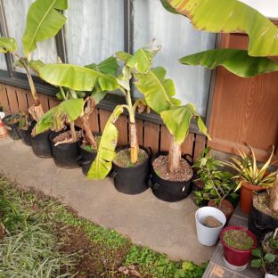 九州でのバナナの越冬その１～品種別耐寒性