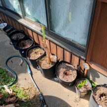 九州でバナナの越冬その4～2024年冬～2025年春を総括