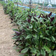 金時草の歴史と簡単レシピと活用法